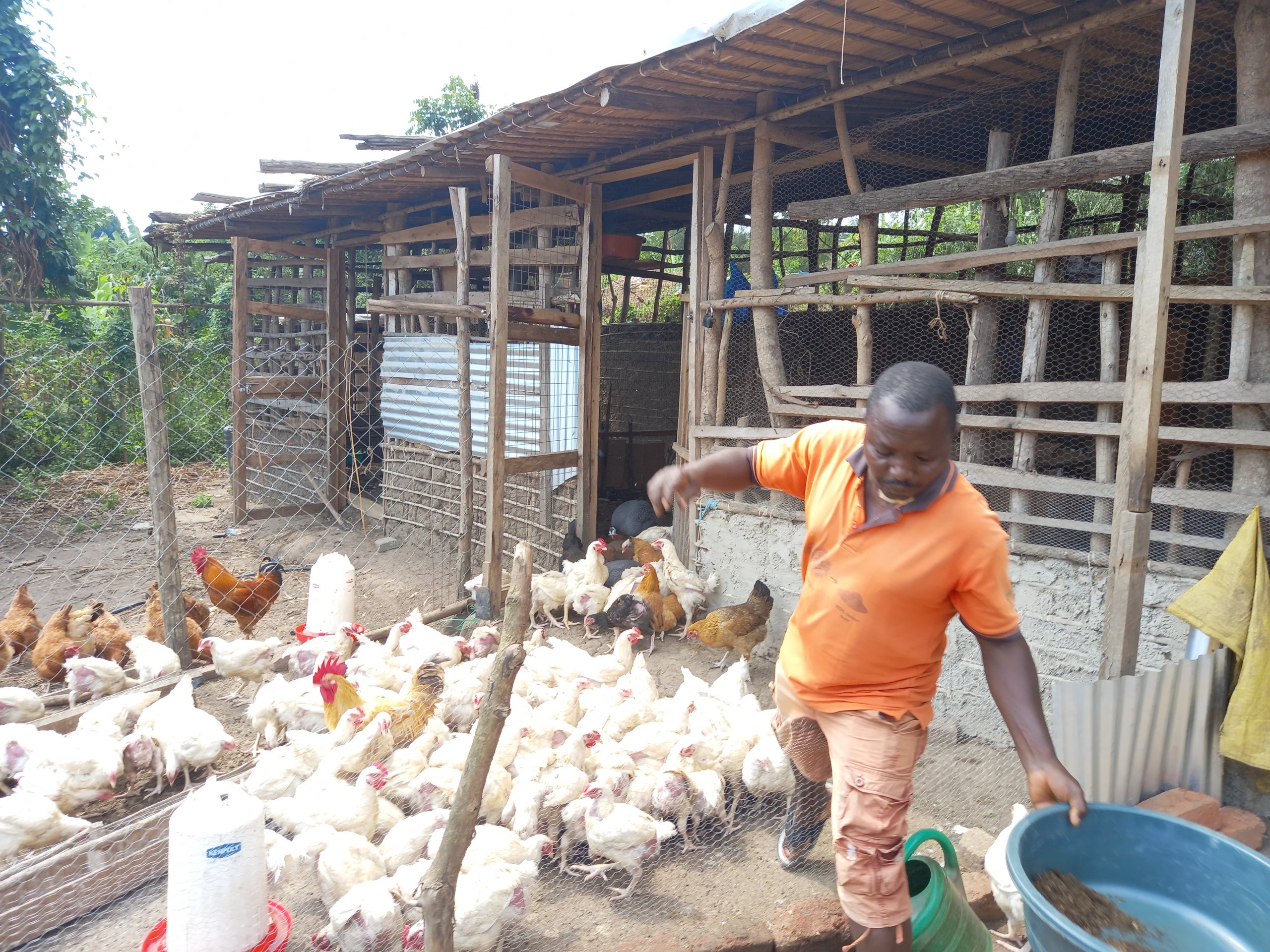 BSFL production for animal feeds